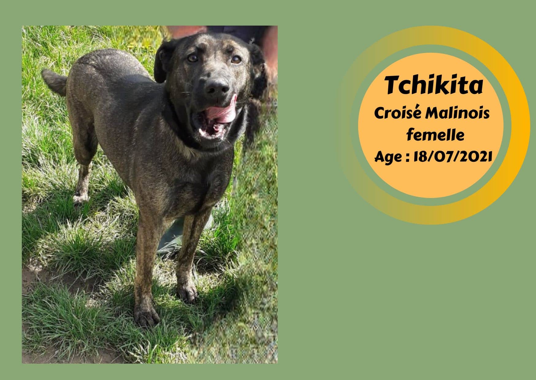 adoption-chien-tchikita