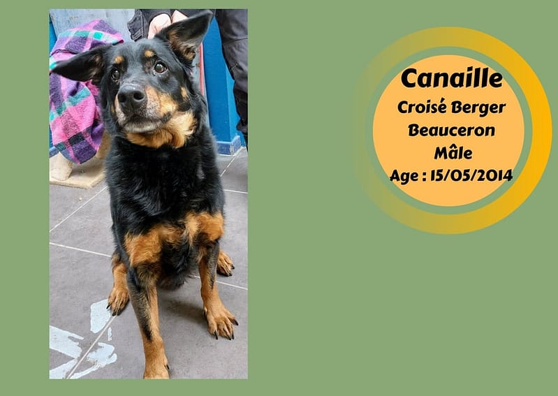 adoption-chien-canaille