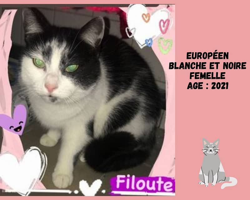 adoption-chat-filoute